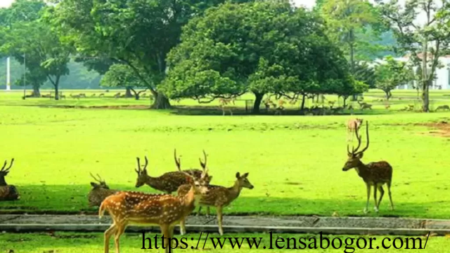 Pesona Kebun Raya Bogor Surga Tumbuhan di Tengah Kota